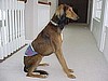 Pisstol Pockets® Dog Pants (male) - Medium, Large & Extra Large
