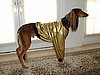 Two Leg Dog Coat